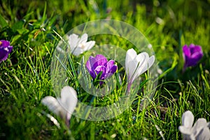 Purple and white crocuses on green grass hill