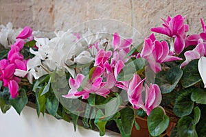 Purple and white cyclamen flowers in a street vase