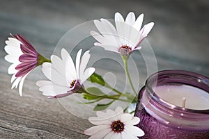 Purple White Daisies and purple candle on woodem background.  Still life for Mothers Day and Valentines Day