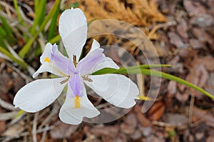 Purple and white Dietes grandiflora flower