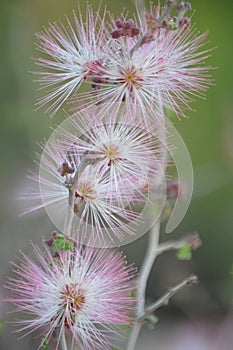 Purple and white fairy duster flowers