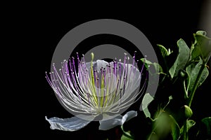 Purple and white flower of caper