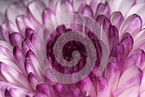 Purple White Flower Head Macro