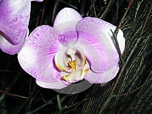 Purple white flower of orchid phalaenopsis