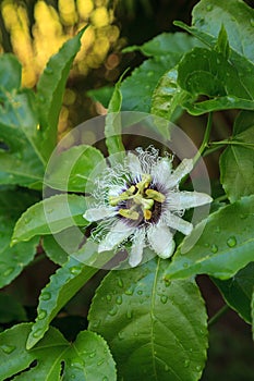 Purple and white flower on a passion fruit vine called Passiflora edulis