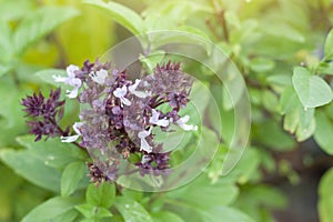 Purple and white flower of Sweet Basil or Thyme is a Thailand vegetable and herb in the garden.