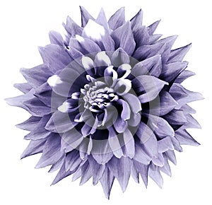 Purple-white flower. White isolated background with clipping path. Nature.