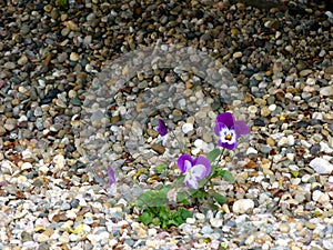 Purple-white flowering pansies in pebble bed