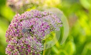 Purple and white flowers with a honey bee