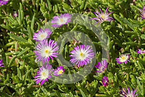 Purple and white flowers of an ice-plant delosperma floribundum