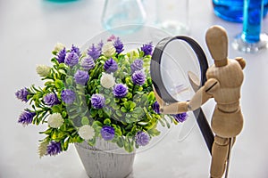Purple and white flowers in the pot, wooden man is watching flowers with magifying glass, flowers and wooden man with the laborato