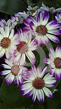 The Purple Tye-Dye Flowers