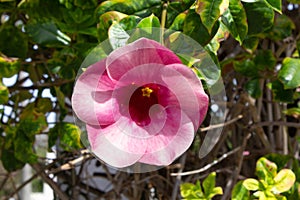 Purple and White Hibiscus Flower in a Delray Beach Park