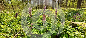 Purple and white hollow root flowers in the forest