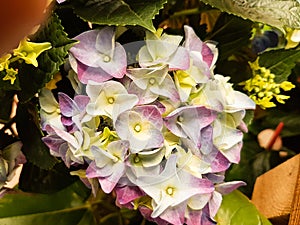 Purple and white hydrangea flower