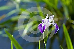 Purple and white iris flower