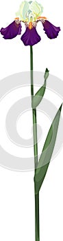 Purple-white iris flower with long stem with green leaves isolated on white