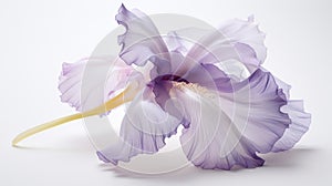 Purple And White Iris: Fluid And Organic Baroque-inspired Still Life