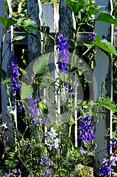 Purple and white larkspur delphinium in garden with shabby white picket fence