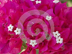 Purple and white leaves flowers. Tropical exotic.