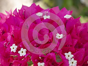 Purple and white leaves flowers. Tropical exotic.