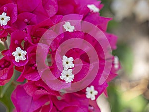 Purple and white leaves flowers. Tropical exotic.