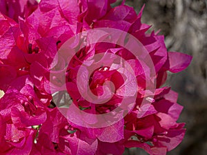 Purple and white leaves flowers. Tropical exotic.