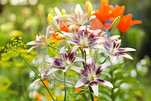 Purple and white lily flowers in the garden against the blurred green, yellow and orange background.