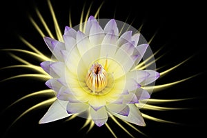 Purple-white lotus flowers isolated on black background