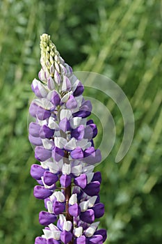 Purple and white lupin flower spike