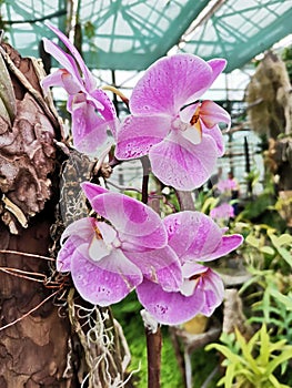 Purple white moth orchids in greenhouse garden