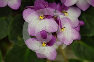 Purple-white nature creation in flowers