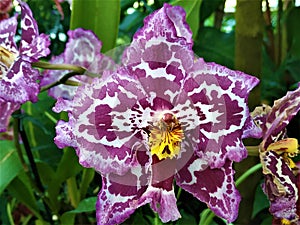 Purple and white Odontoglossum blossom with yellow heart