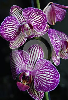 Purple and white orchid