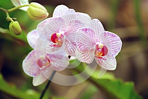 Purple white orchid Buds and green leaves