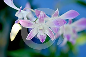 Purple and white orchid flower or purple orchid, purple flowers or Bulbophyllum or dendrobium orchid or Dendrobium sp or