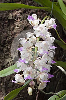 Purple and white Orchid flower or Rhynchostylis giganteaLindl.Rid  bloom and hanging on tree in the garden.