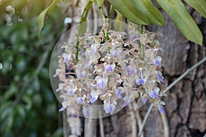 Purple and white Orchid flower or Rhynchostylis giganteaLindl.Rid  bloom and hanging on tree in the garden.