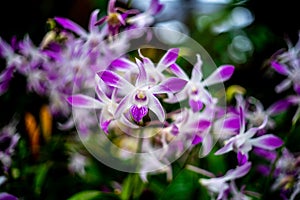 Purple and white orchid with green blur background