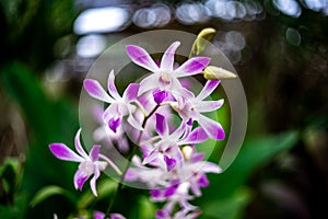 Purple and white orchid with green blur background