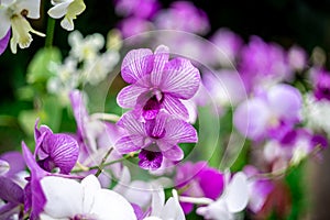 Purple and white orchid with green blur background