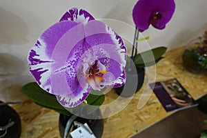 A purple and white orchid is in a vase