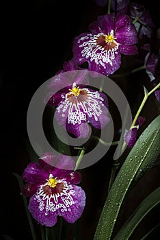 Purple and white Orchis