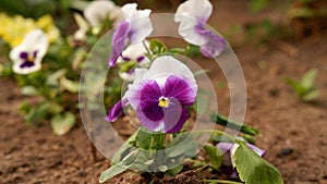 Purple and white pansies flowers in the garden on sunny day
