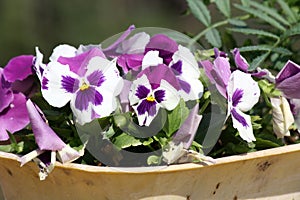 Purple-white Pansy hybrid (Viola × wittrockiana) flowers : (pix Sanjiv Shukla)