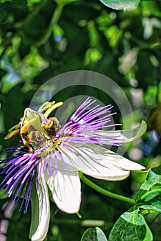 purple and white passion flower