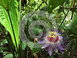 A purple and white passion flower found in the middle of the jungle
