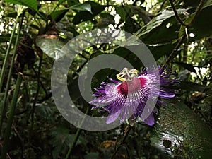 A purple and white passion flower found in the middle of the jungle