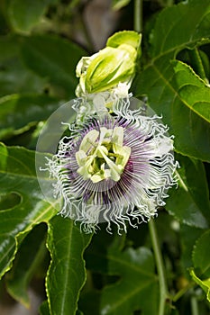 Purple and white passionflower