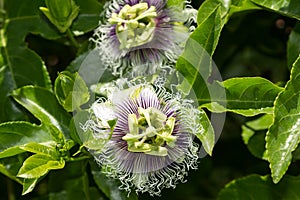 Purple and white passionflower